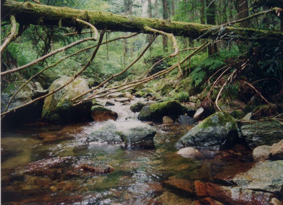 Andrias japonicus Habitat A